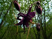 68 aquilegia atrata...